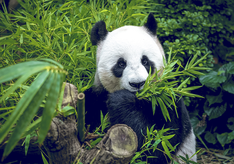 Zelený vinylový koberec roztomilá panda - Tenstickers