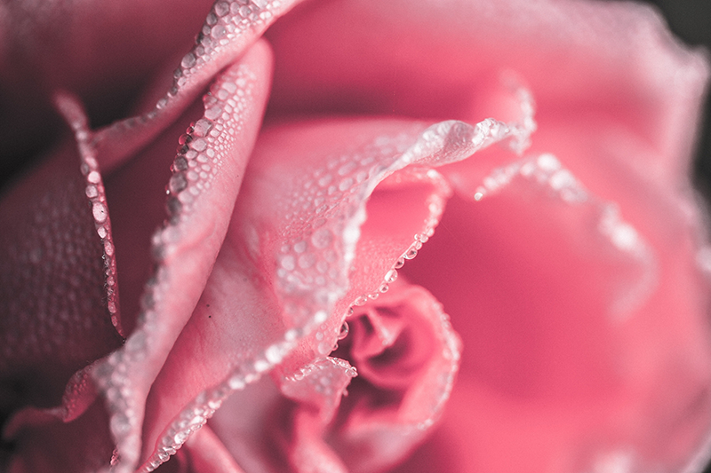 úžasná ružová vinylová koberec do jedálne - Tenstickers