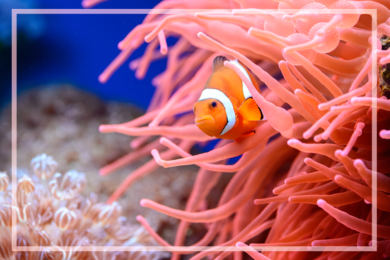 vinylové koberce zvieratá podvodná koralová scéna - Tenstickers