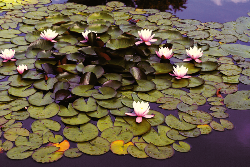 vinylový koberec s kvetmi krása ľaliového jazierka - Tenstickers