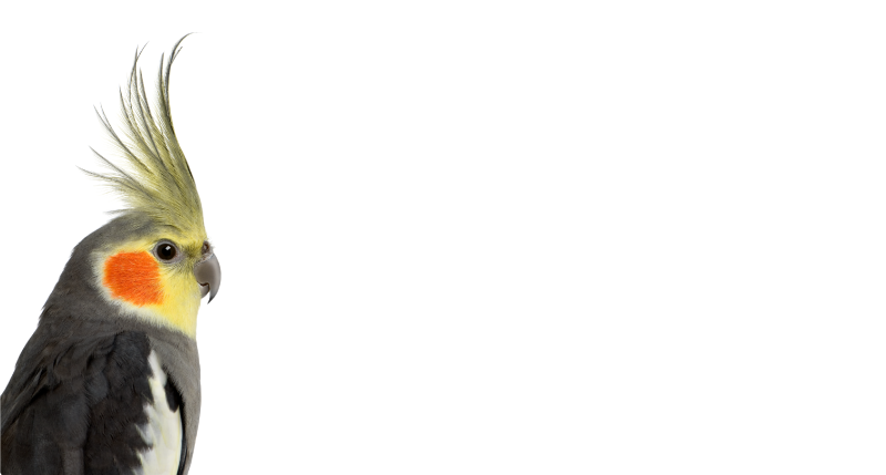 Koberec pre papagája kakadu - Tenstickers