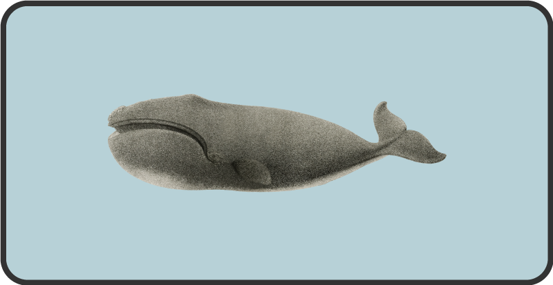 vinylové koberce zvieratá silueta veľryby - Tenstickers