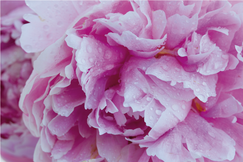 Pivonka fialové pozadie kvetinový koberec - Tenstickers