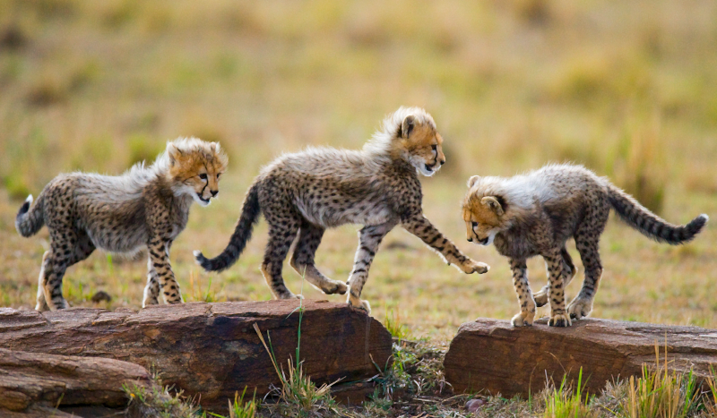 Zviera roztomilý gepard mláďatá zviera koberec - Tenstickers