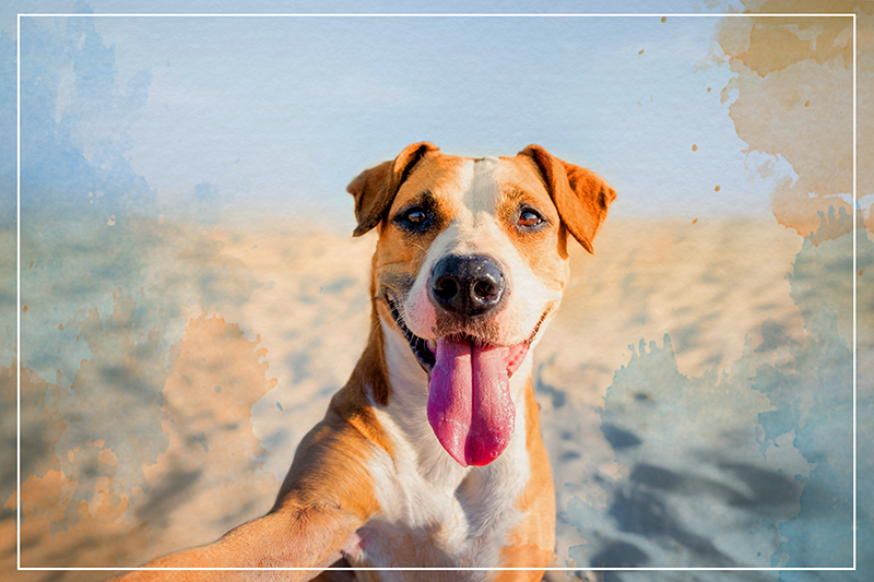 vinylové koberce zvieratá usmievavý psí portrét - Tenstickers