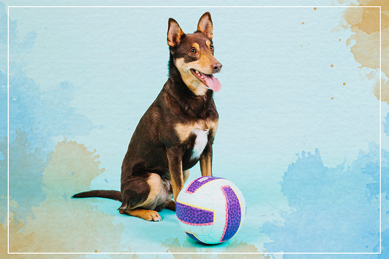 vinylové koberce zvieratá hravý psí spoločník - Tenstickers