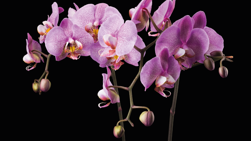 Orchidea čierne pozadie kvetinový koberec - Tenstickers