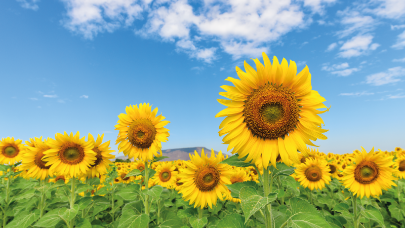 Slnečný kvetinový vinylový koberec - Tenstickers