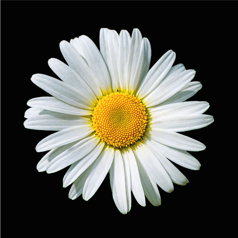 vinylový koberec s kvetmi kvet sedmokrásky - Tenstickers