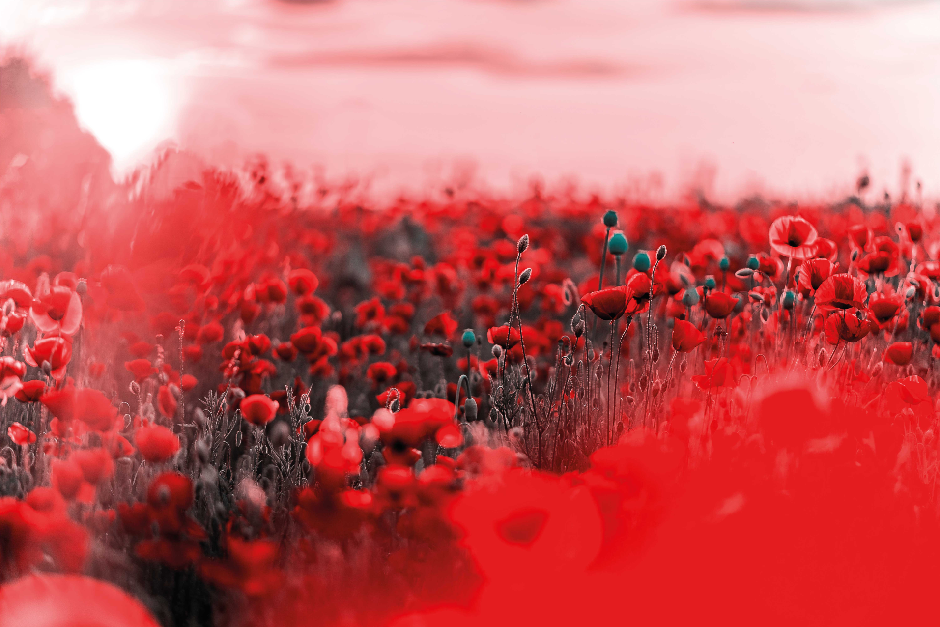 vinylový koberec s kvetmi červená kvetinová scéna - Tenstickers