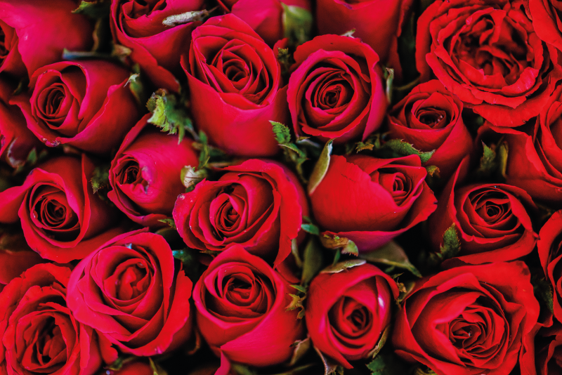 Vinylový koberec vzor červené ruže prírodný - Tenstickers