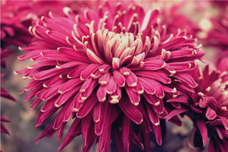 Dizajn veľkých kvetov kvetinový koberec - Tenstickers