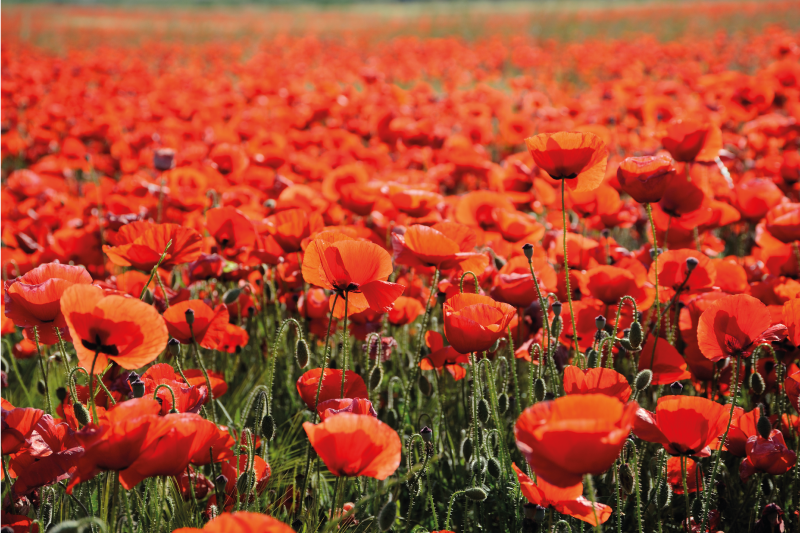 vinylový koberec s kvetmi žiarivo červené maky - Tenstickers