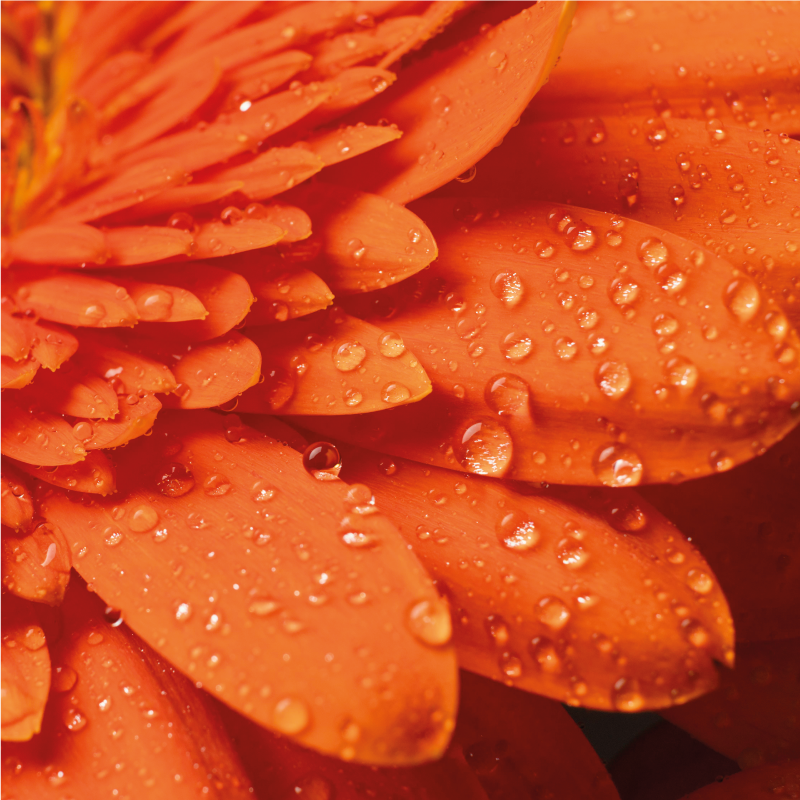 vinylový koberec s kvetmi jasne oranžové okvetné lístky - Tenstickers