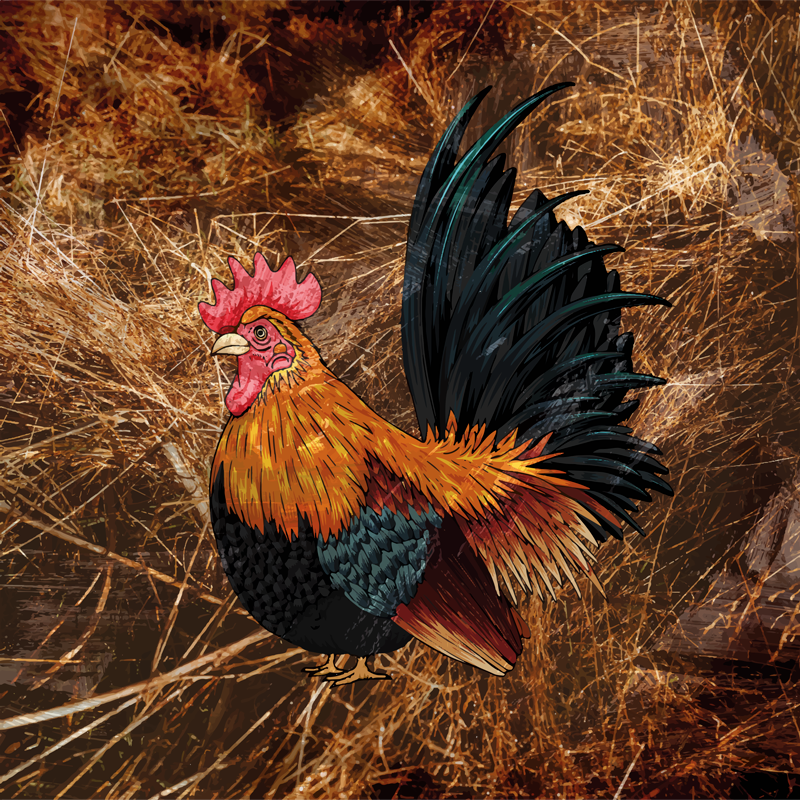 Vinylový koberec zvierací vzor s živým zobrazením kohúta - Tenstickers