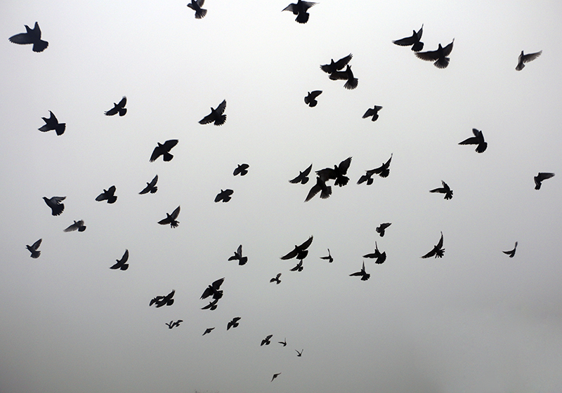 rôzne vinylové koberce pre deti vzor lietajúcich vtákov - Tenstickers