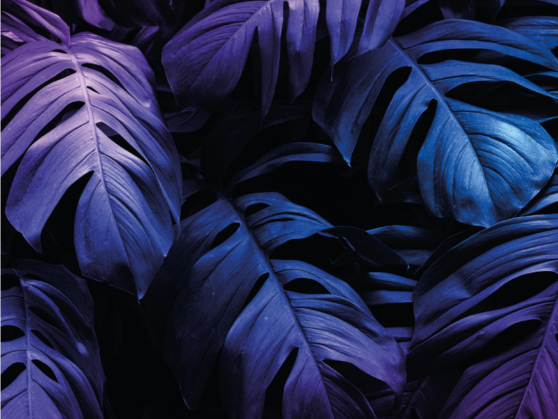 vinylový koberec kvety a rastliny dizajn tropického listu - Tenstickers