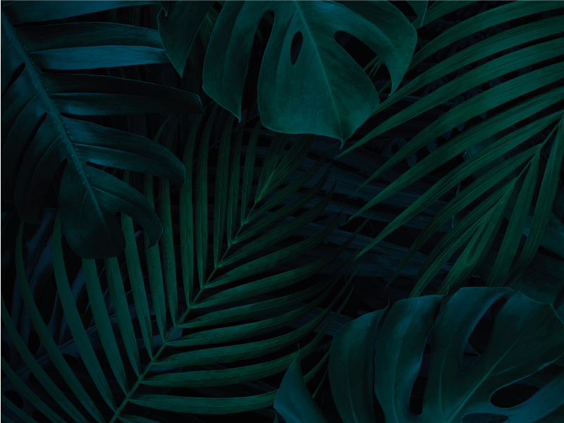 vinylový koberec kvety a rastliny tropické lístie - Tenstickers