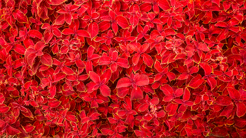 červený vinylový koberec vzor okvetných lístkov - Tenstickers